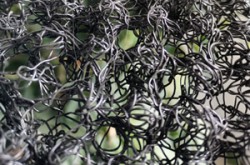 水土保護(hù)毯